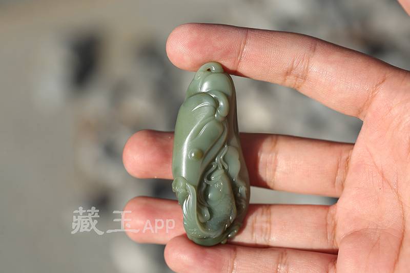 沙枣青里的怪料，有一种太罕见了！